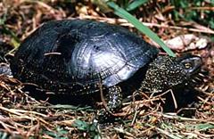 European pond turtle